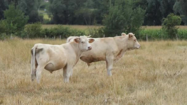 Two Large White Charolais Calves Dry Pasture Poitou Charente Region — Stock Video