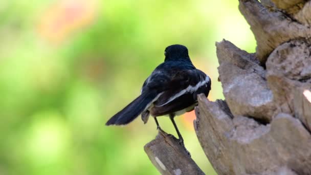 Gazza Pettirosso Orientale Uccello Passeriforme Molto Comune Thailandia Cui Può — Video Stock