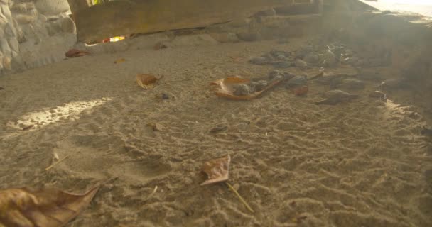 Χελώνες Ένα Κλουβί Κάποιον Βγάζει Ένα Έξω Για Τον Ελέγξει — Αρχείο Βίντεο