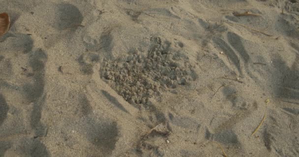 Time Lapse Leatherback Hatchlings Clutch Babies Emerge Magic Sand Pit — Stock Video