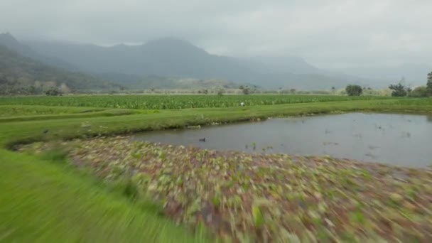 Flygfoto Över Gröna Taro Fält Och Fåglar Kauai — Stockvideo