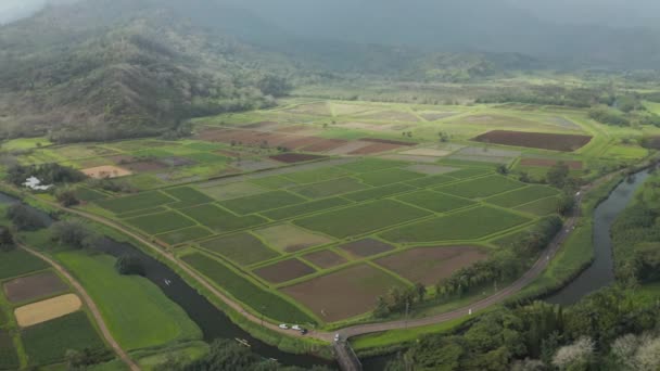 Luchtfoto Van Landelijk Groene Taro Velden Kauai Hawaii — Stockvideo