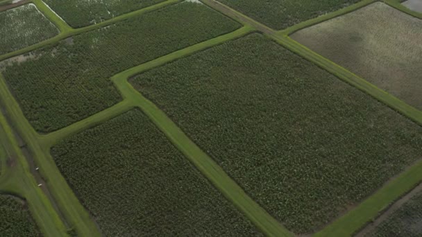 Luftaufnahme Der Ländlichen Taro Felder Auf Kauai Hawaii — Stockvideo