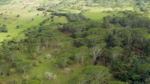 Αεροφωτογραφία Του Αγροτικού Τοπίου Και Των Αγελάδων Κάτω Από Δέντρα — Αρχείο Βίντεο