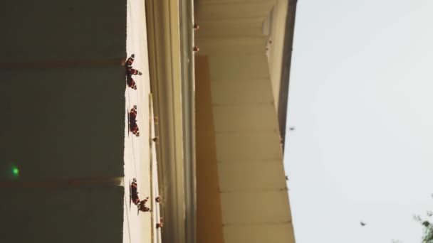 Vlinder Muur Van Geel Huis Vlinders Vliegen Rond Huis — Stockvideo