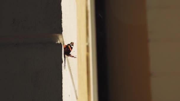 蝴蝶挂在黄色房子的墙上 蝴蝶飞走了 — 图库视频影像