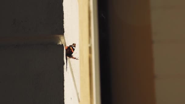 Butterfly Wall Yellow House Butterfly Flying Away — Stock Video