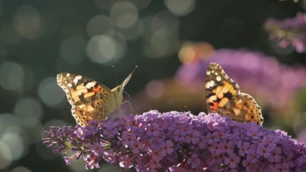 Czarno Pomarańczowy Motyl Kwiatach Ogrodzie Motyl Odlatujący Kwiatów — Wideo stockowe