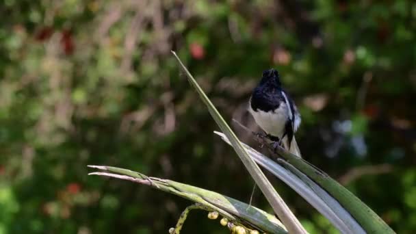 Oriental Magpie Robin Pássaro Passeriforme Muito Comum Tailândia Que Pode — Vídeo de Stock