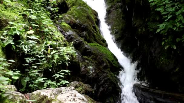 Vista Cerca Cascada Salpicando Sobre Rocas Árbol Caído Bosque Senderismo — Vídeo de stock