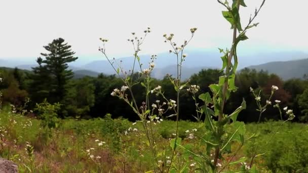 Blue Ridge Dağları Nın Shenandoah Vadisi Nin Geniş Manzarası Çiçek — Stok video