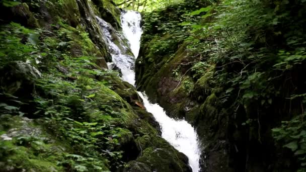 慢镜头下的水从狭窄的瀑布上滑落下来 茂盛的绿叶在微风中飘扬 森林远足至令人放松的瀑布景观 — 图库视频影像
