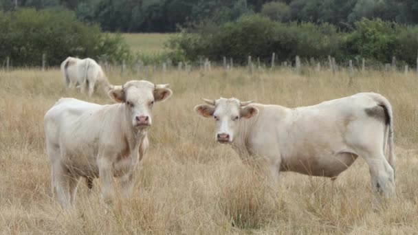 Dois Grandes Bezerros Charolais Pasto Seco Olhando Frente Poitou Charente — Vídeo de Stock