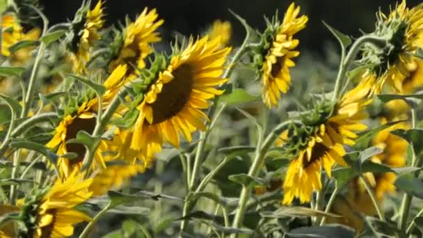 Flores Girassol Ligeiramente Vento Vista Lateral Colheita Sementes Girassol Campo — Vídeo de Stock