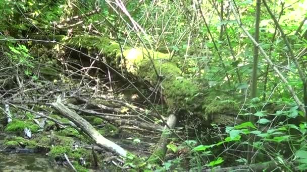 Stare Upadłe Drzewo Wodzie Trawą Nim — Wideo stockowe