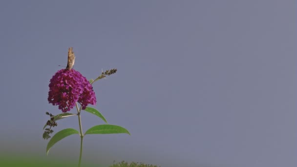 Slow Motion Butterfly Pink Buddleja Flower Shot 240Fps — Stock Video