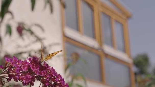 Papillon Sur Fleur Rose Bouddleja Devant Une Maison 240Fps — Video