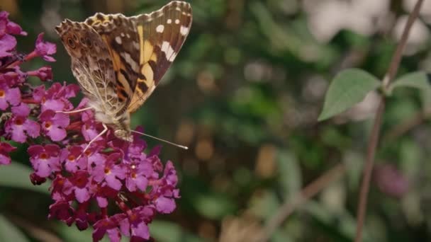 Gros Plan Parfait Papillon Recueillant Nectar Ralenti 240Fps — Video