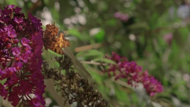 Närbild Fjäril Rosa Buddleja Blomma 240Fps — Stockvideo