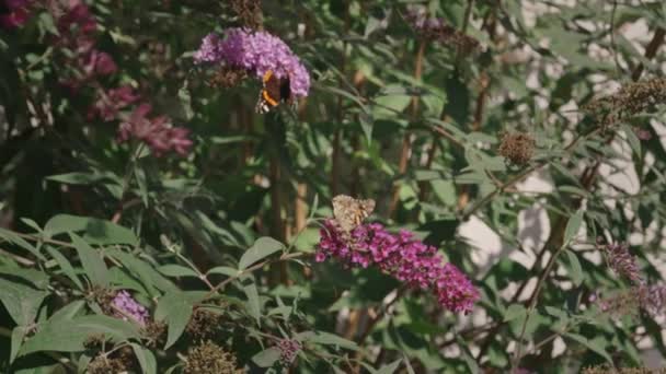 Lento Movimiento Mariposas Voladoras Disparadas 240Fps — Vídeos de Stock