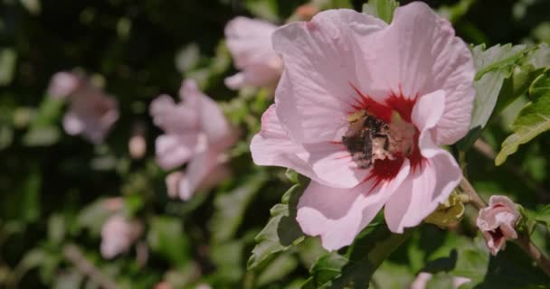 Zeitlupenaufnahme Einer Biene Die Pollen Auf Einer Hibiskusblüte Sammelt 125Fps — Stockvideo