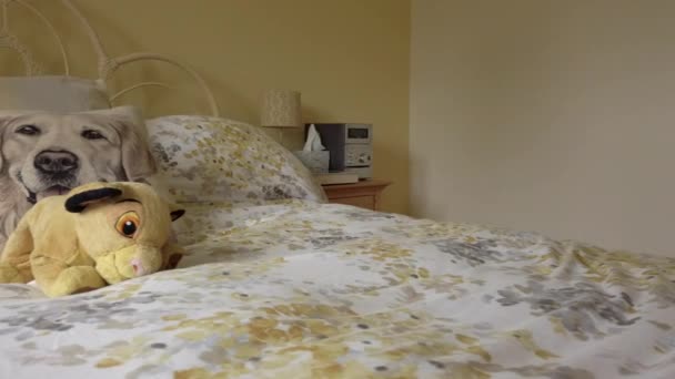 Cuddly Jucărie Pernă Câine Partea Sus Unui Pat — Videoclip de stoc