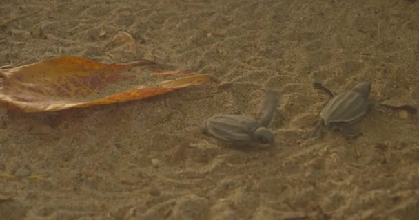 Baby Leatherback Turtle Hatchling Make Way Sea — Stock Video