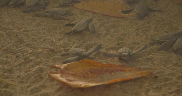 Baby Sea Turtles Enjoying Enclosure Released Ocean — Stock Video