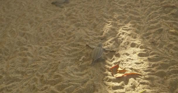 Hatchlings Baby Leatherback Turtles Finding Way Beach — Stock Video