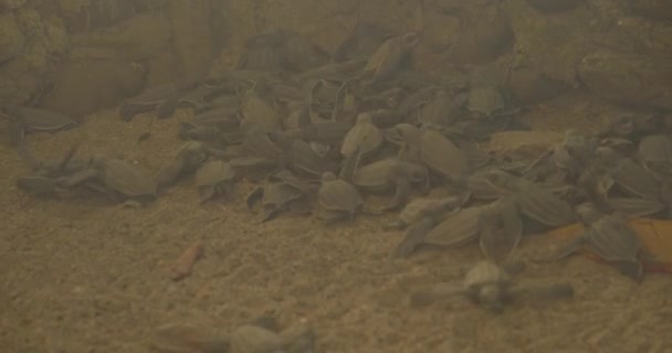 Yavru Deniz Kaplumbağaları Vahşi Doğaya Salınmadan Önce Etraflarını Sarmışlar — Stok video
