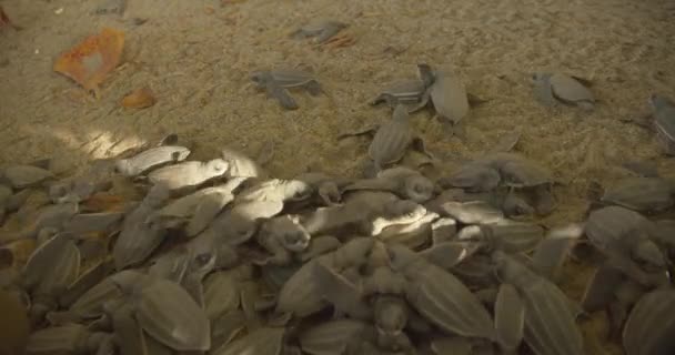 Χελώνες Εκκολάπτονται Ένα Κλουβί Πριν Απελευθερωθούν Στον Ωκεανό — Αρχείο Βίντεο