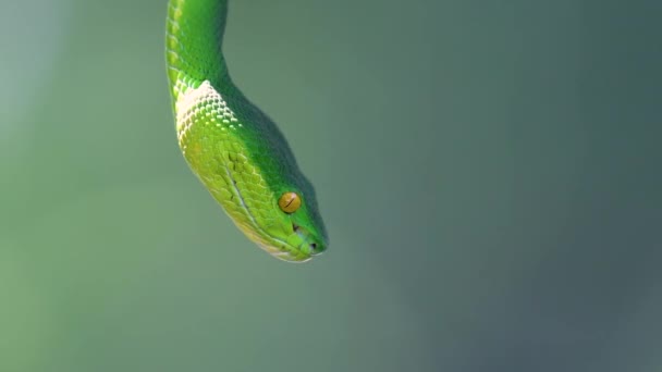 White Lipped Pit Viper Venomous Pit Viper Endemic Southeast Asia — Stock Video