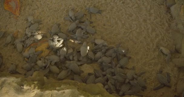 Amazing Footage Baby Leatherback Turtles Enclosure — Stock Video