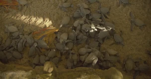 Leatherback Hatchlings Enjoying Enclosure Released Ocean Avoid Being Eaten — Stock Video