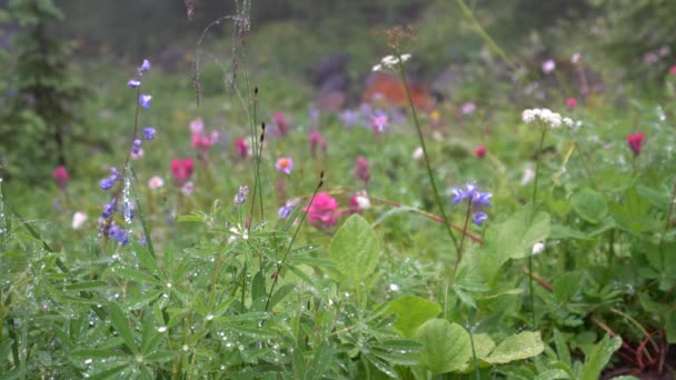 Vodní Kapky Divoké Květiny Zasněném Lesní Louce Pozadí Rainier National — Stock video