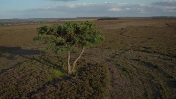 Antenne Mit Langsamer Rotation Einen Einsamen Baum Der Auf Heidemooren — Stockvideo