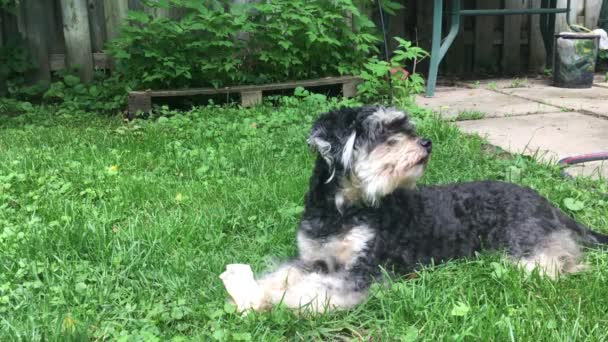 Vigilante Schnoodle Patio Trasero — Vídeo de stock