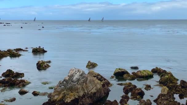 カリフォルニア州モントレー湾沿岸の海岸線を泳ぐ岩の上に座っているかわいいと銀製の港のシール — ストック動画