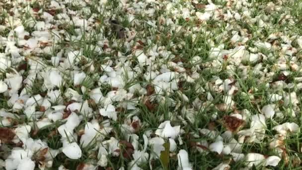 Lento Panning Esquerda Sobre Pétalas Flores Brancas Espalhadas Terreno Gramado — Vídeo de Stock
