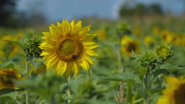 スウェーデンの草原の黄色い太陽の花から蜜を集め 他のおいしい太陽の花のトンに囲まれた大きくてキュートでふわふわのバンブルビー スローモーションで撮影されました センターフレーム — ストック動画