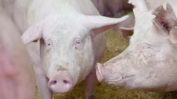Grupo Grandes Cerdos Carne Pie Juntos Establos Cerdos Olfateando Aire — Vídeos de Stock