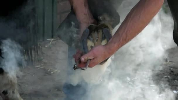 Farrier Pomocí Nástroje Odstranění Podkovy Koňských Kopyt Spousta Nádherné Páry — Stock video