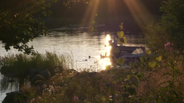 Діти Плавають Бавляться Озерній Воді Насолоджуються Лінивими Літніми Вечорами Заходом — стокове відео