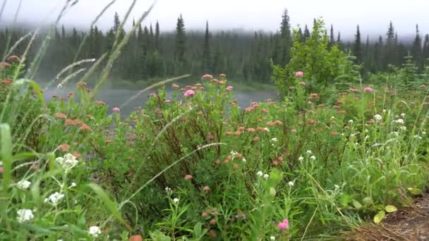 霧に包まれた湖を背景にした夏の野花 レイニアの観光名所 反射湖 2019年8月11日 — ストック動画