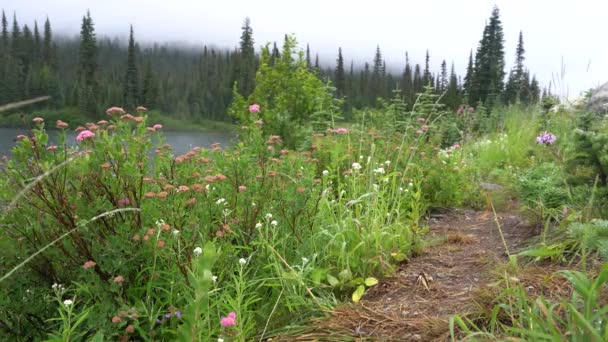 Flores Silvestres Verano Sobre Fondo Lago Brumoso Uno Principal Atracción — Vídeos de Stock