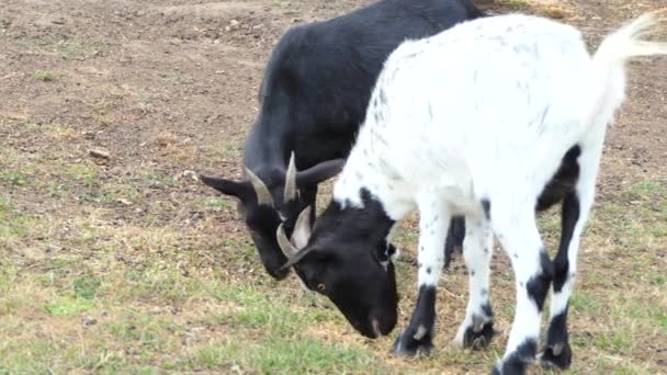 Deux Chèvres Naines Noires Blanches Broutant Herbe Sèche France — Video