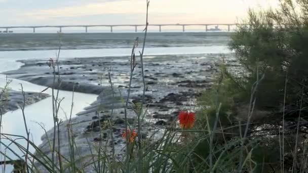 Bridge Över Biscayabukten Till Oleron Vid Soluppgången Växter Framför Fort — Stockvideo
