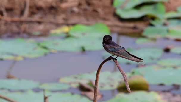 Seekor Burung Kecil Yang Bergerak Cepat Yang Ditemukan Hampir Mana — Stok Video