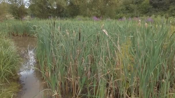 Étang Villageois Envahi Par Les Scirpes Autres Plantes — Video