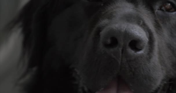 Muhteşem Newfoundland Erkek Köpeği Serinliyor Havlıyor Kapat — Stok video